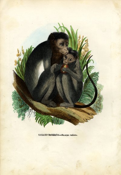 Bonnet Monkey by Raimundo Petraroja